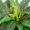 3.5ft Artificial Double Boston Fern in Handmade Mexican Talavera Ceramic Planter